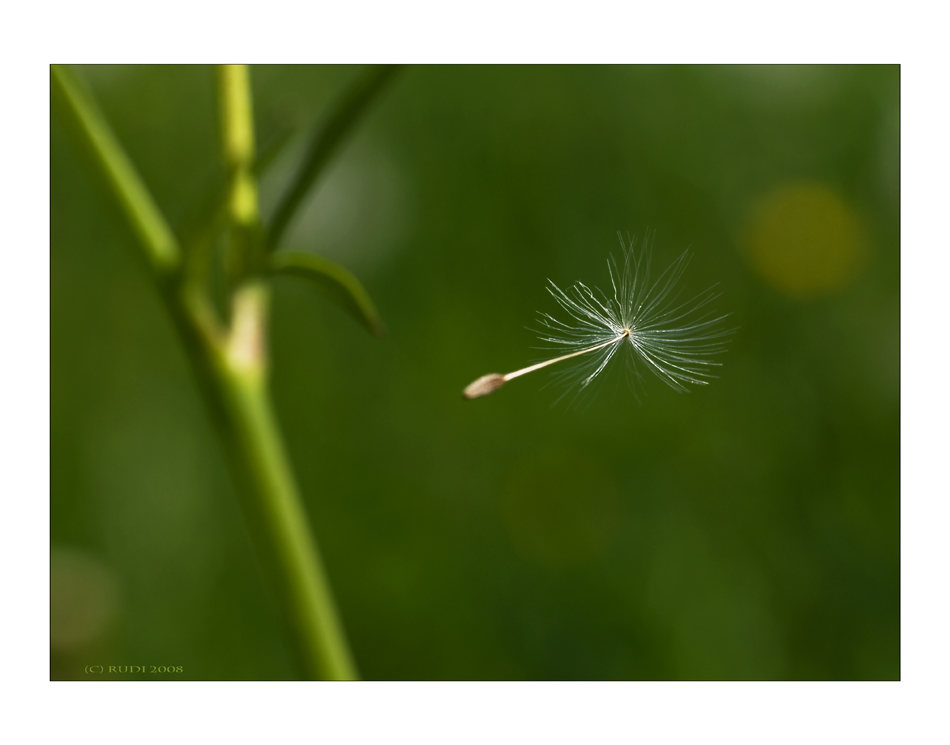 VAGABUNDEN DES WINDES