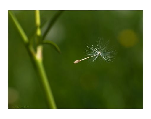 VAGABUNDEN DES WINDES
