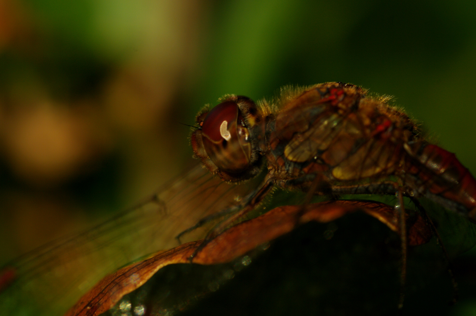 Vagrant Darter (Steenrode heidelibel) warming in the evening light