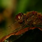 Vagrant Darter (Steenrode heidelibel) warming in the evening light