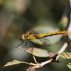 Vagrant Darter - Sympetrum Vulgatum