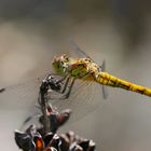 Vagrant Darter - Sympetrum Vulgatum