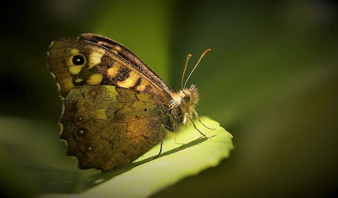 ...Vague à l'âme....