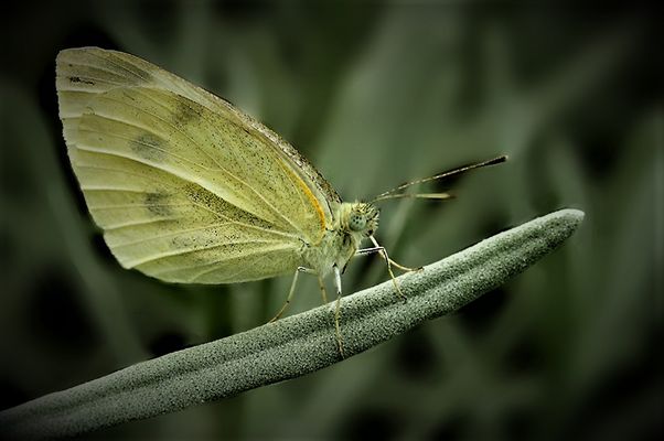 ...Vague à l'âme...