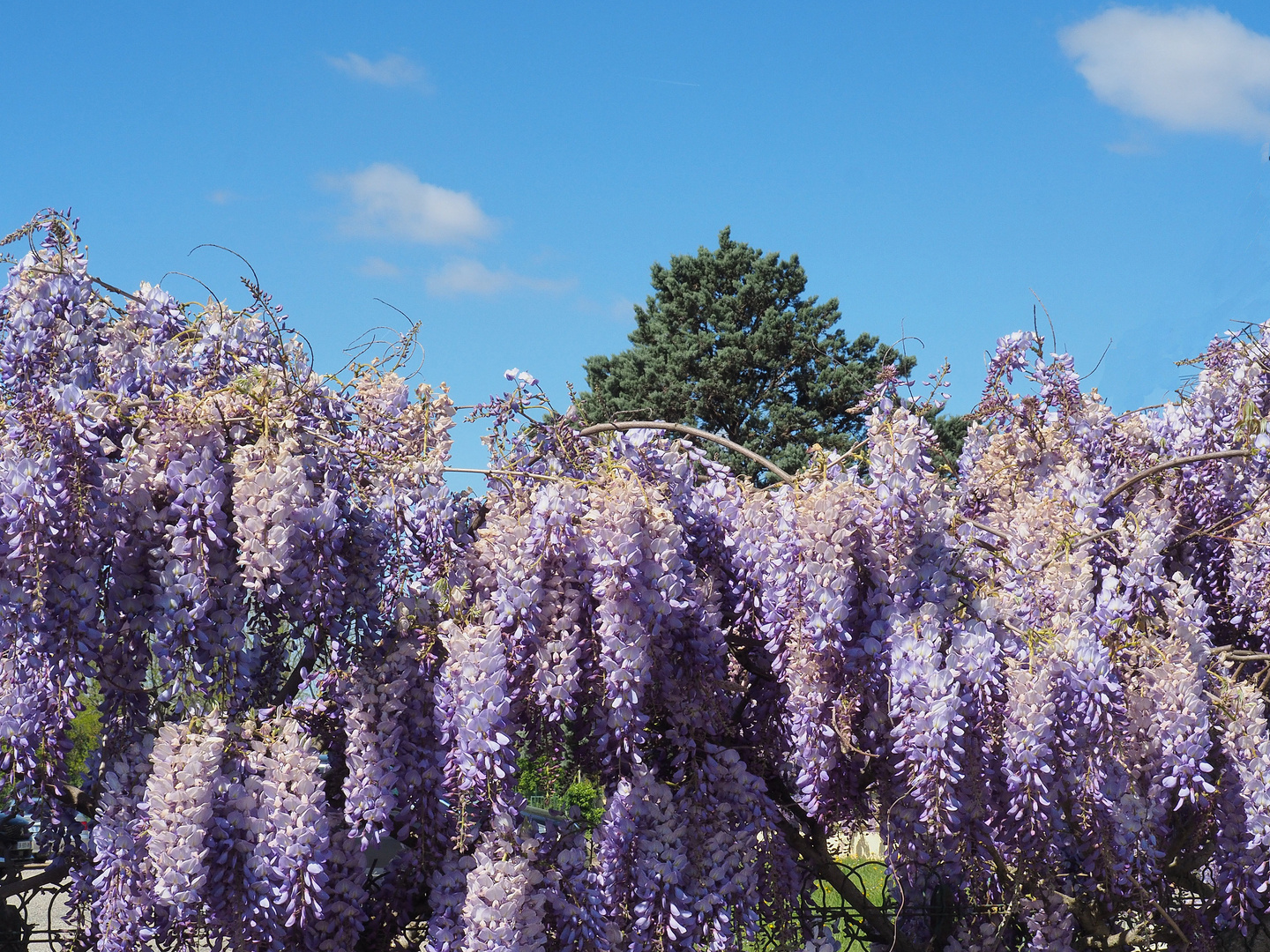 Vagues de glycine