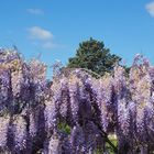 Vagues de glycine