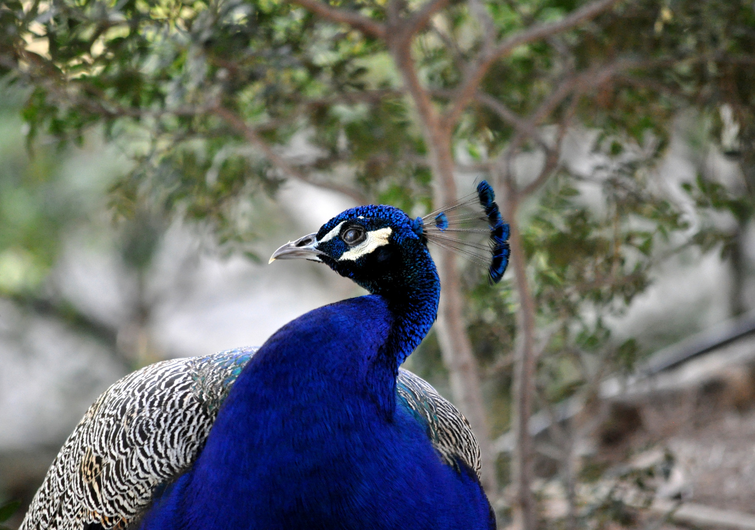 vainly peacock