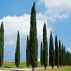 val d orcia au printemps....