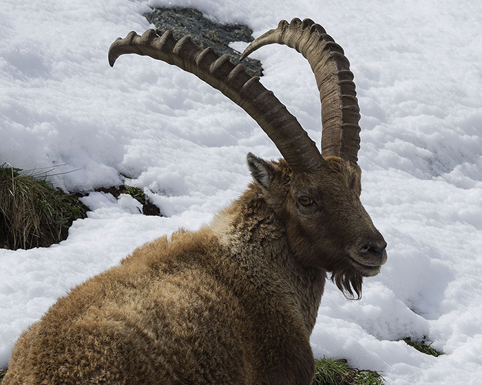 VAL D'AOSTA 1