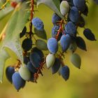 Val de Loire im Sommer