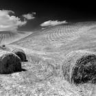 VAL DI CECINA: "Balle Toscane..."