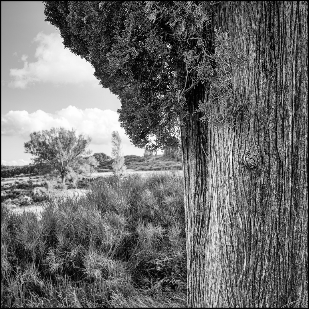 Val d'Orcia # 01