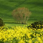 Val d'Orcia 1