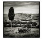 Val d'Orcia # 11