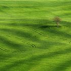 Val d'Orcia 3