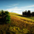 Val d´Orcia, die Baumgruppe