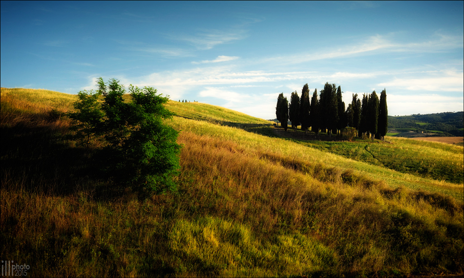 Val d´Orcia, die Baumgruppe