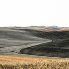 Val d'Orcia: è tempo di mietitura 1