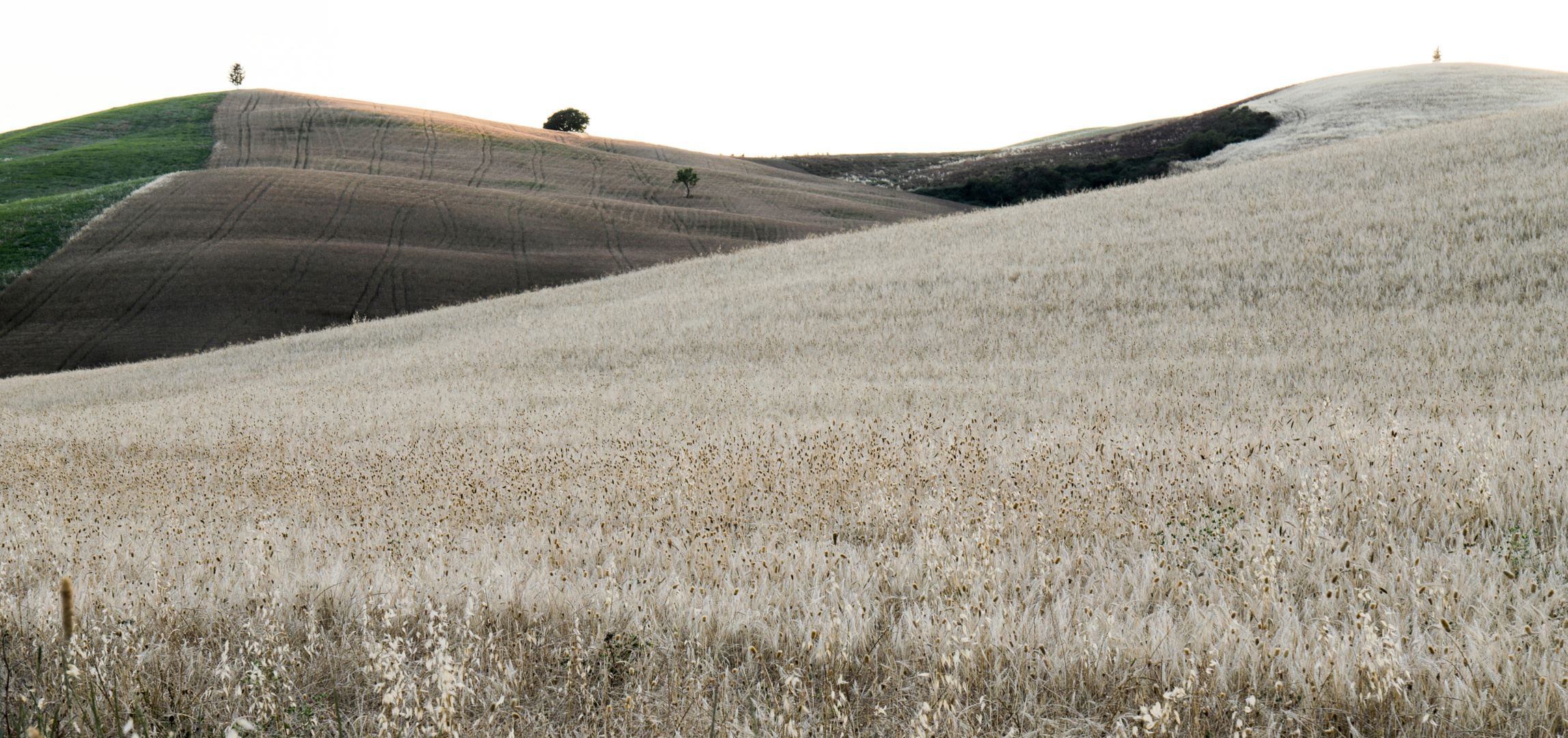 Val d'Orcia: è tempo di mietitura 2