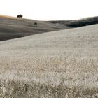 Val d'Orcia: è tempo di mietitura 2