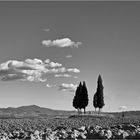 Val d'Orcia.
