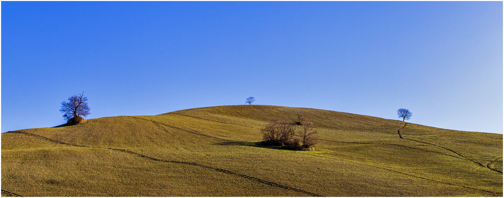 Val d'Orcia .... Three trees ....