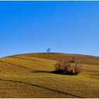 Val d'Orcia .... Three trees ....