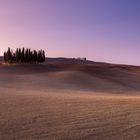 Val d'Orcia - Zypresse