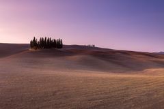 Val d'Orcia - Zypresse