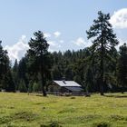 Val Müstair: Alp zwischen Ofenpass und Alp da Munt