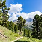 Val Müstair: Arvenwald zwischen Alp da Munt und Alp Champatsch