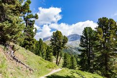 Val Müstair: Arvenwald zwischen Alp da Munt und Alp Champatsch