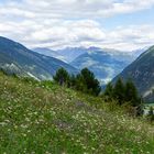 Val Müstair: Blumenwiese - Biodiversität