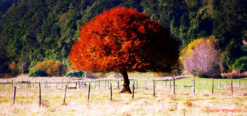 Valdivia, Chile.