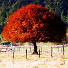 Valdivia, Chile.