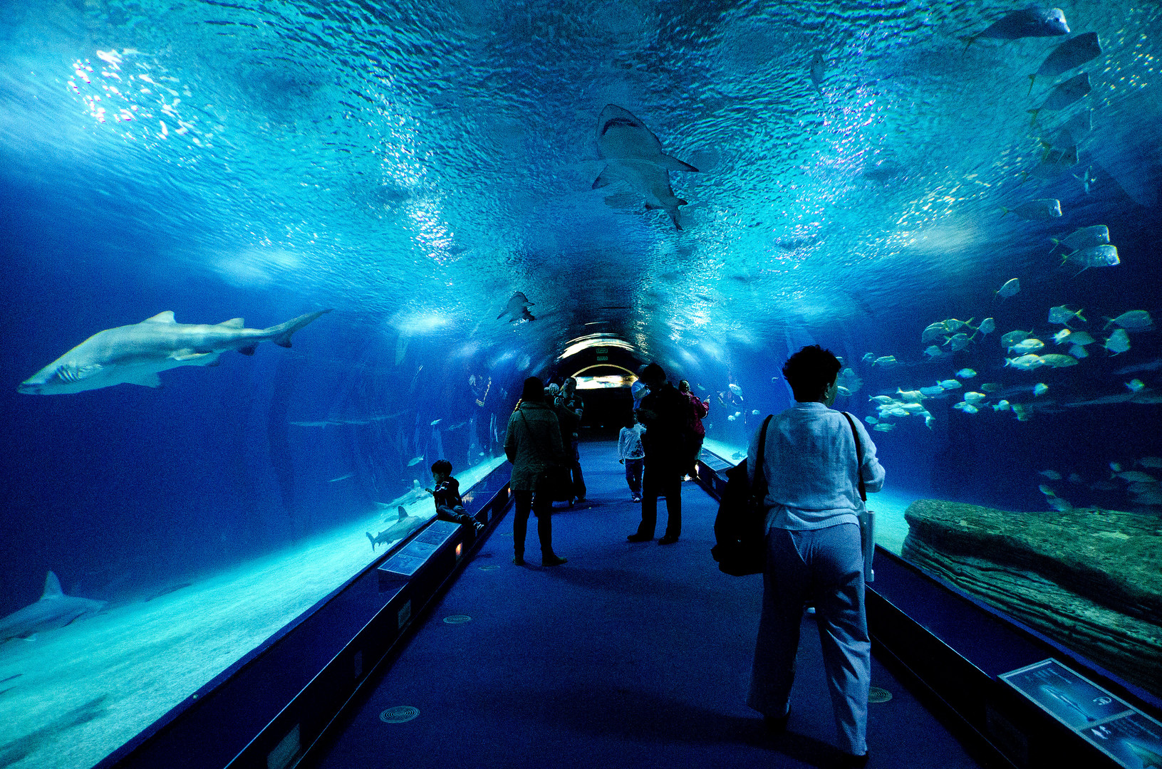 Valencia: Oceanográfico