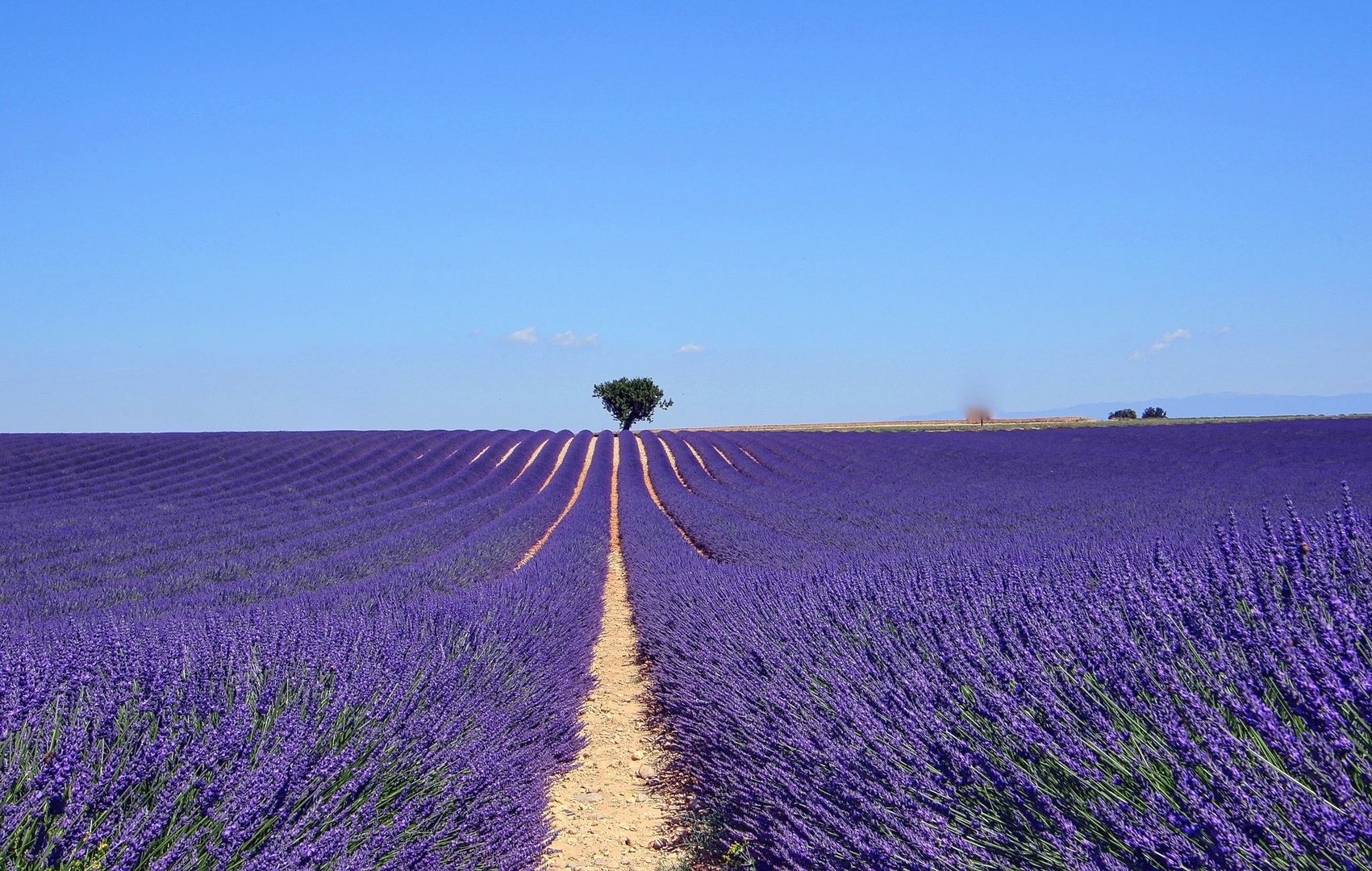 Valensole 2