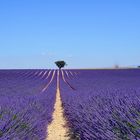 Valensole 2