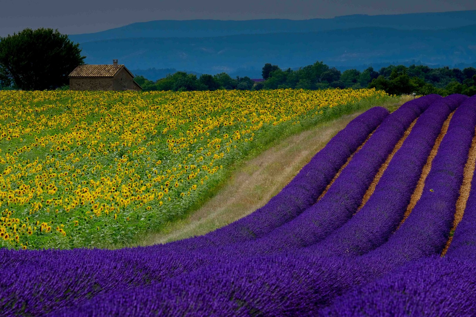 Valensole 2014