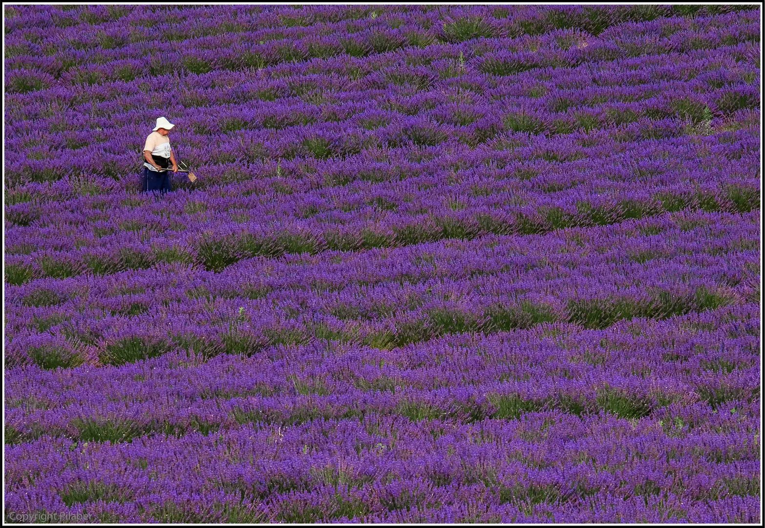 Valensole 2014 (10)