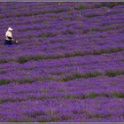 Valensole 2014 (10)