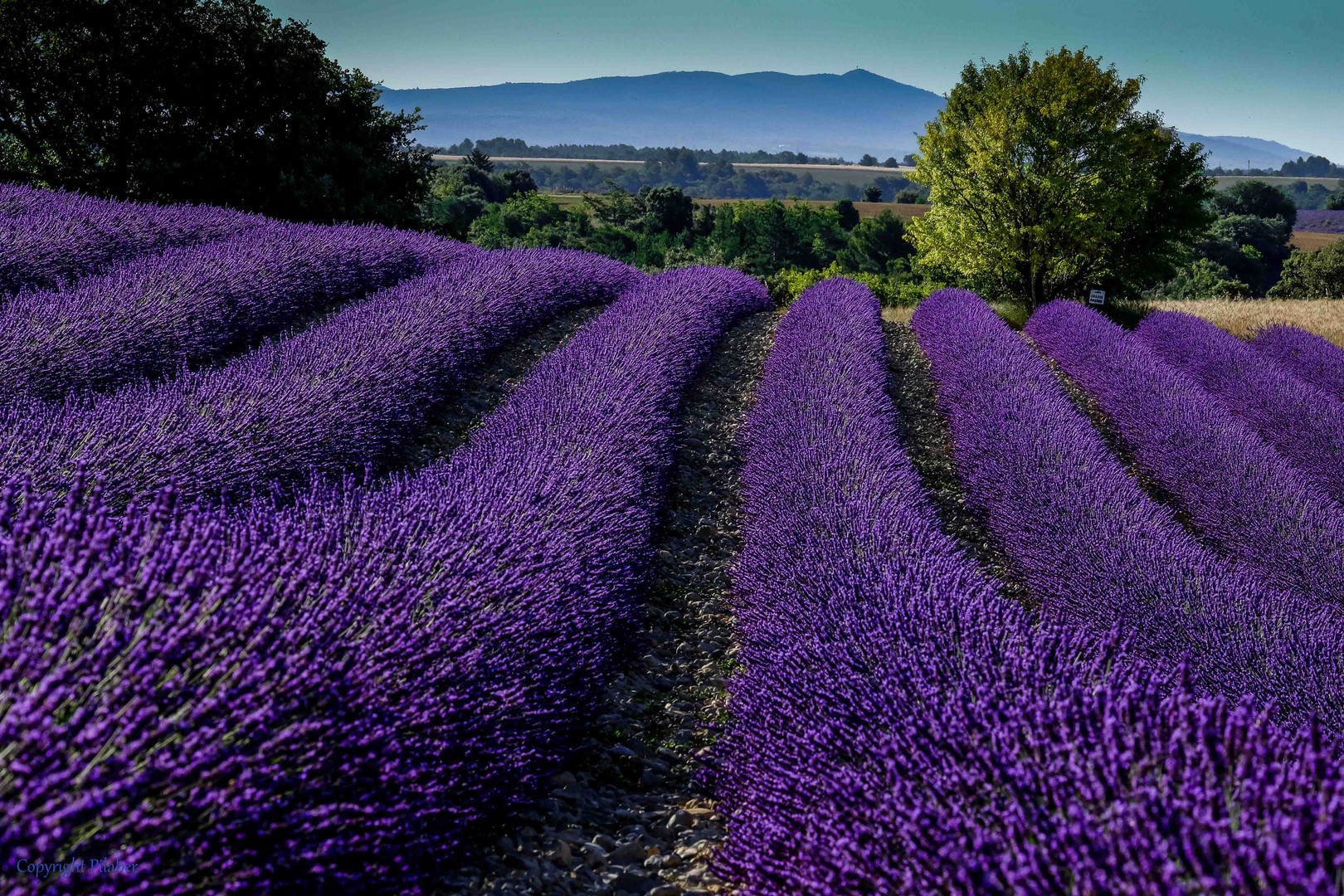 Valensole 2014 (3)