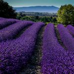 Valensole 2014 (3)