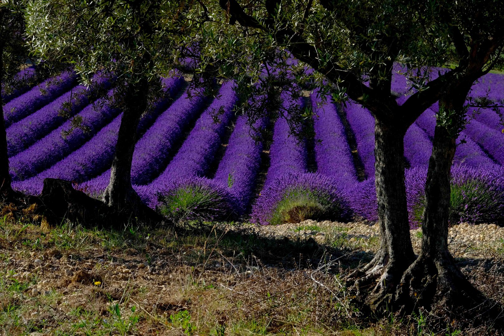 Valensole 2014 (4)