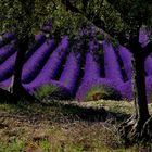 Valensole 2014 (4)