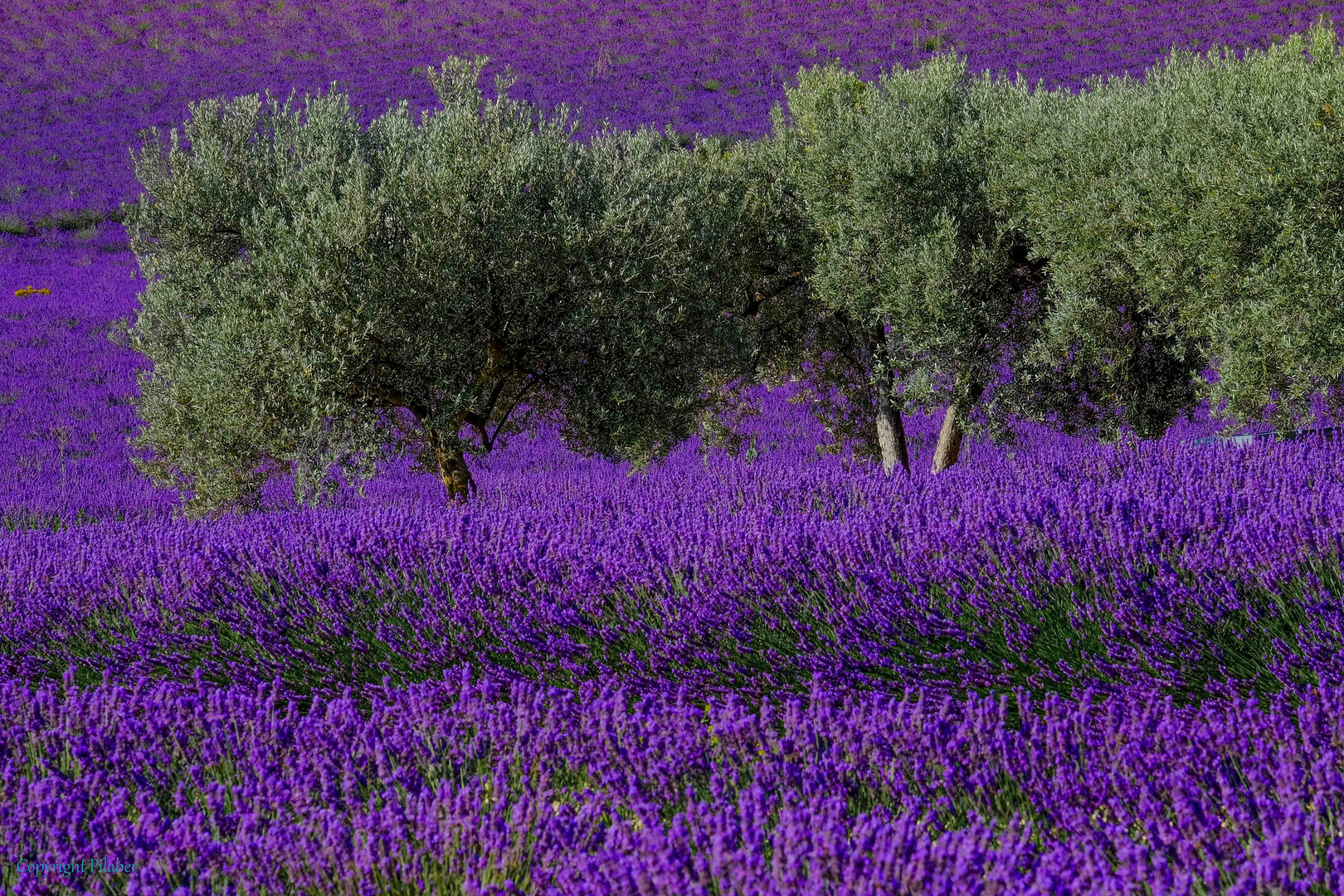 Valensole 2014 (5)