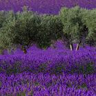 Valensole 2014 (5)