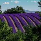 Valensole 2014 (7)