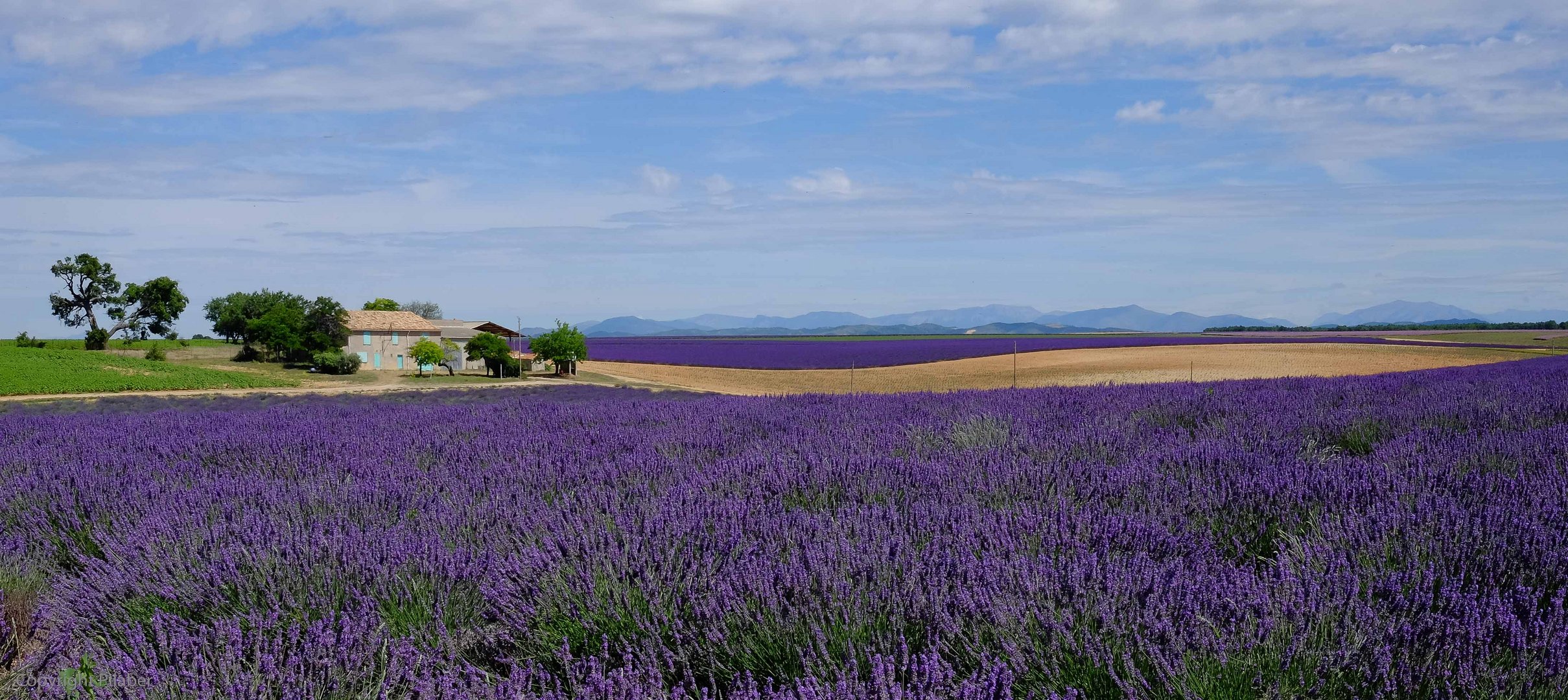 Valensole 2014 (8)