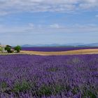 Valensole 2014 (8)